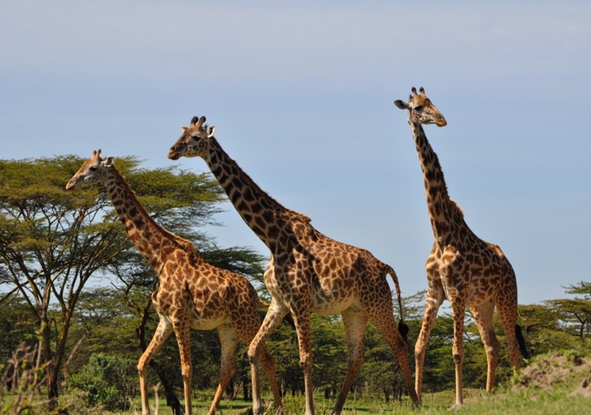 3 Days 2 Nights My SGR Train Safari