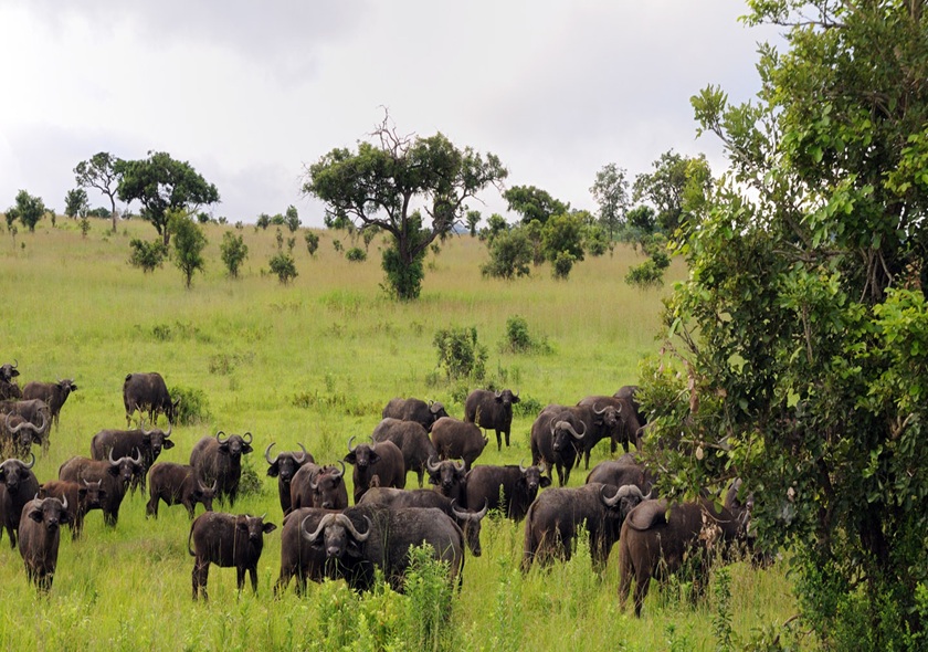 3 Days 2 Nights My SGR Train Safari
