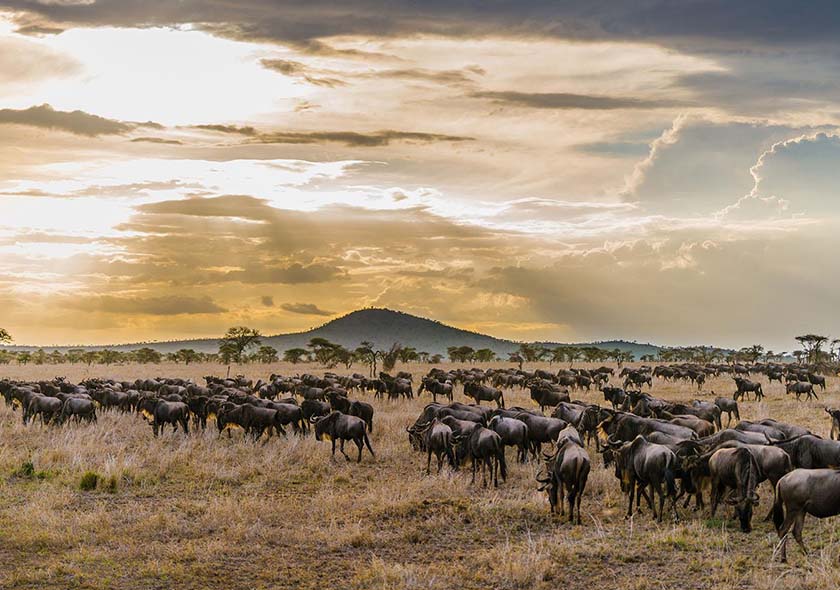 4 Days 3 Nights Tarangire + Ngorongoro + Serengeti Safari