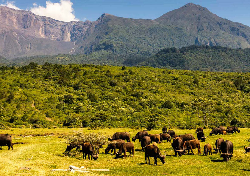 Umbwe Route - 8 Days Kilimanjaro Climbing