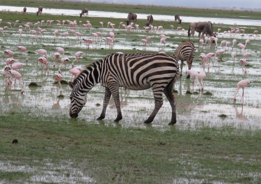 Northern Circuit Route - 8 Days Kilimanjaro Climbing