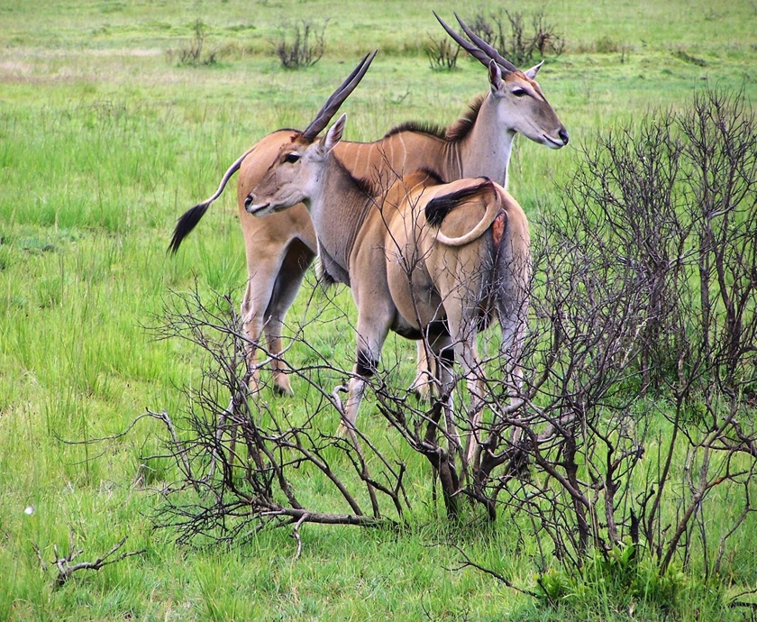 Marangu Route - 8 Days Kilimanjaro Climbing