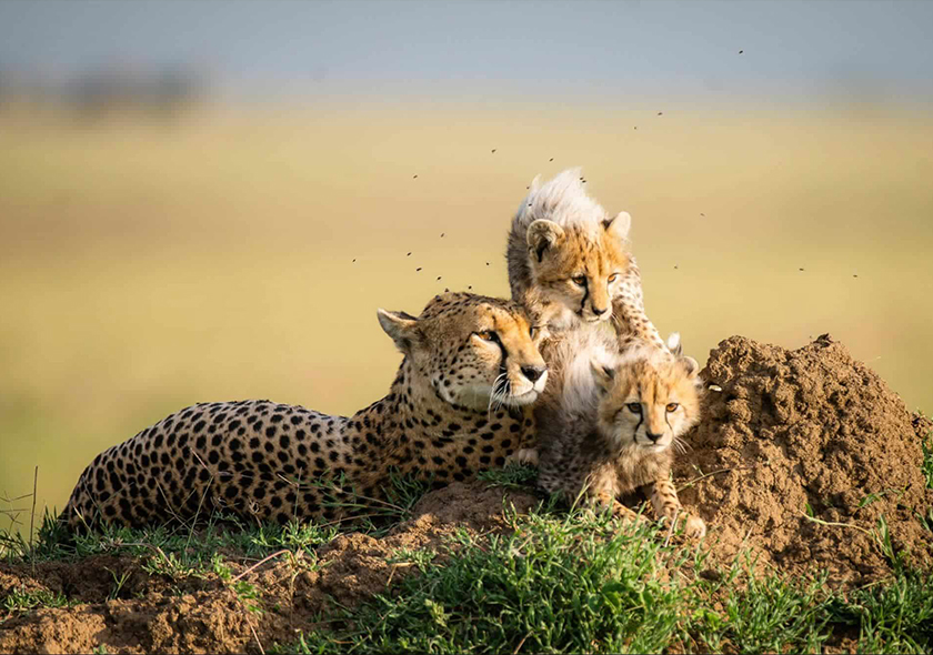 10-Day Great Migration, Culture & Acidic Lakes