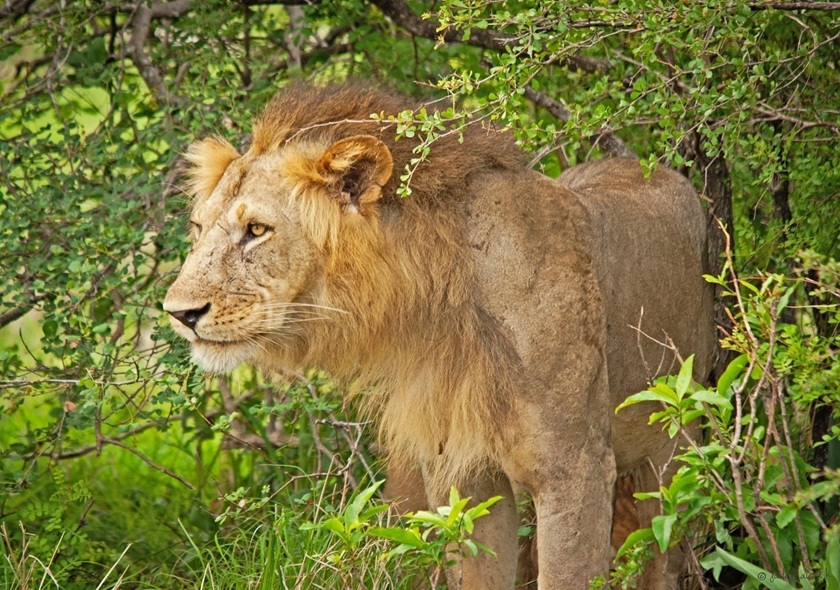 9-Day Migration Footsteps Safari - River Crossing