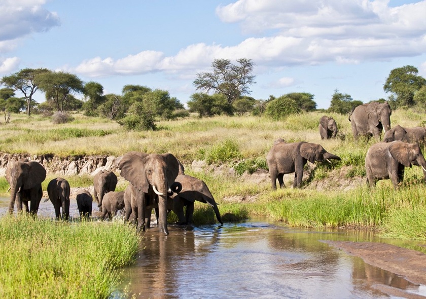 9-Day Migration Footsteps Safari - River Crossing